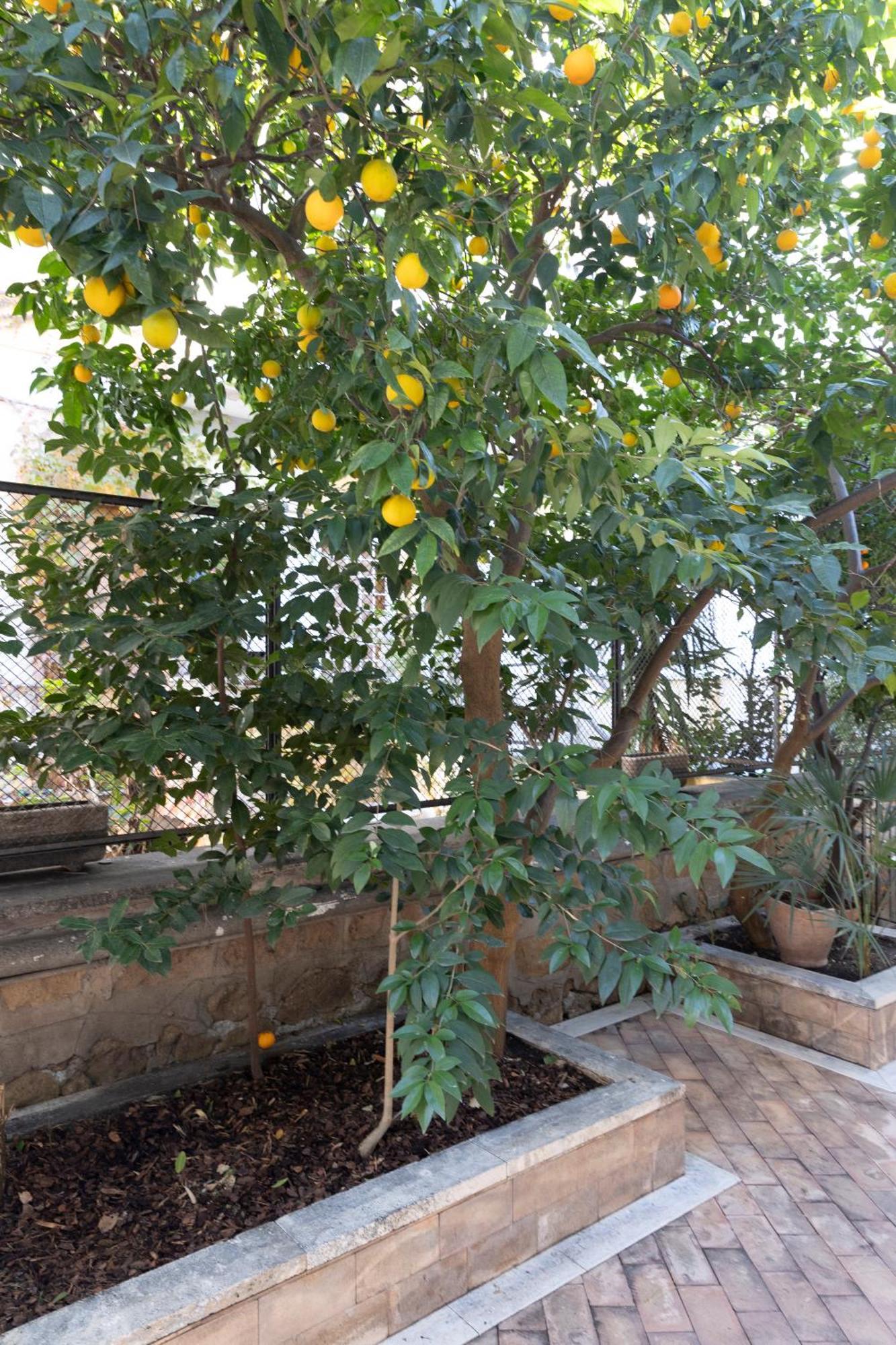 The Orange Garden Apartment Rom